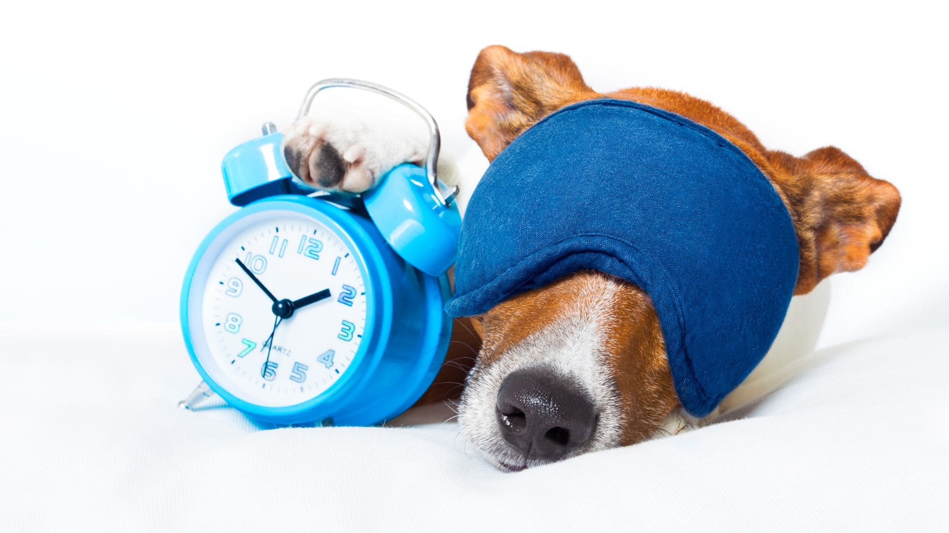 Cão dormindo em uma cama com uma máscara azul nos olhos, ao lado dele um relógio com despertador azul