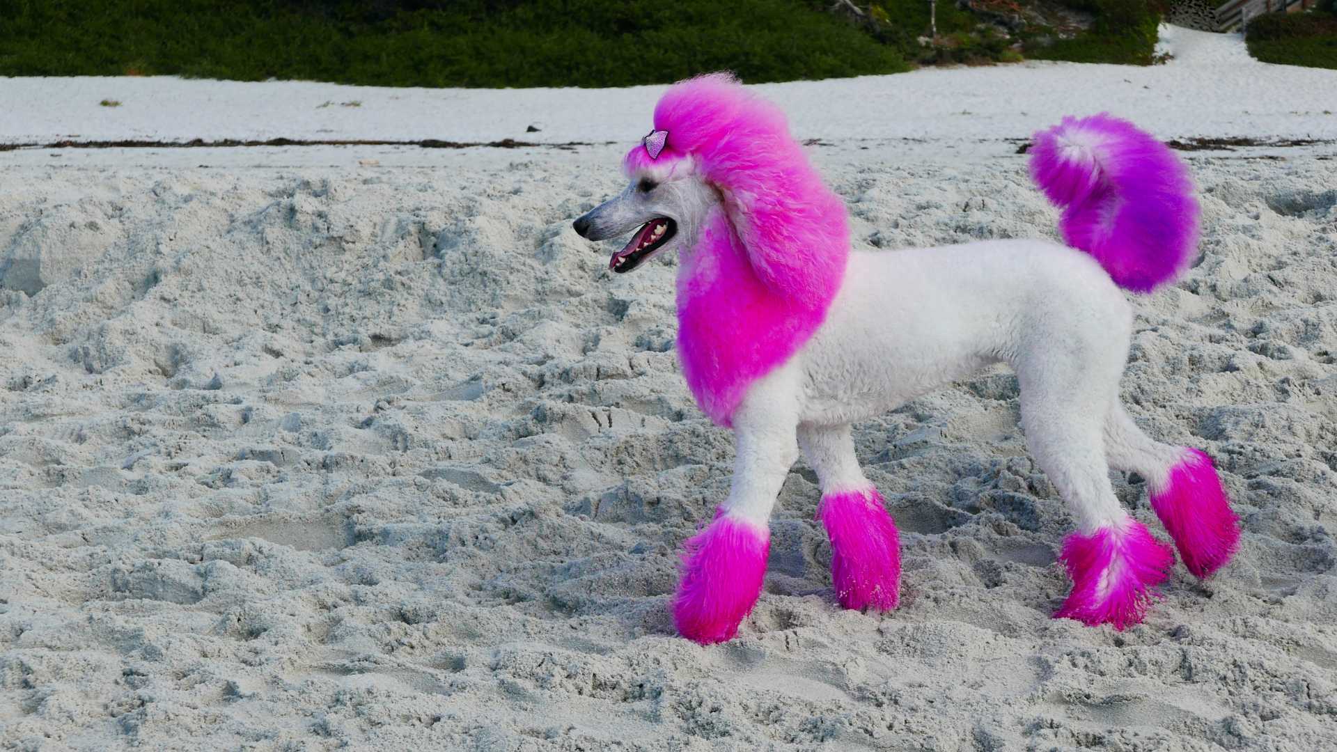 Um poodle branco com orelhas, colo, patas e rabo rosa.