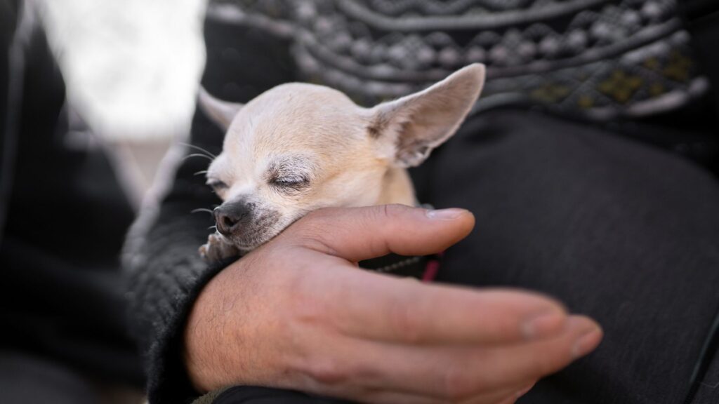 Chihuahua dormindo no colo