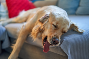 Cachorro de cor clara dormindo em sofá com as patas jogadas, boca aberta e língua de fora.
