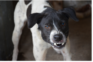 Cão preto e branco com a boca meio aberta mostrando alguns dentes com o aspecto de bravo.