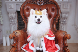 Cachorro de pequeno porte, pelagem branca, sentado em uma poltrona marrom caramelo usando uma pequena coroa amarela e uma capa magna vermelha.