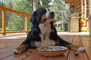 Cachorro em frente a um pote de comida com garfo e faca de cada lado do prato, a cabeça virada para o lado.