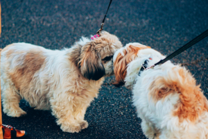 Dois pequenos cães de cor branca e marrom clara em coleiras, cheirando um o focinho do outro.