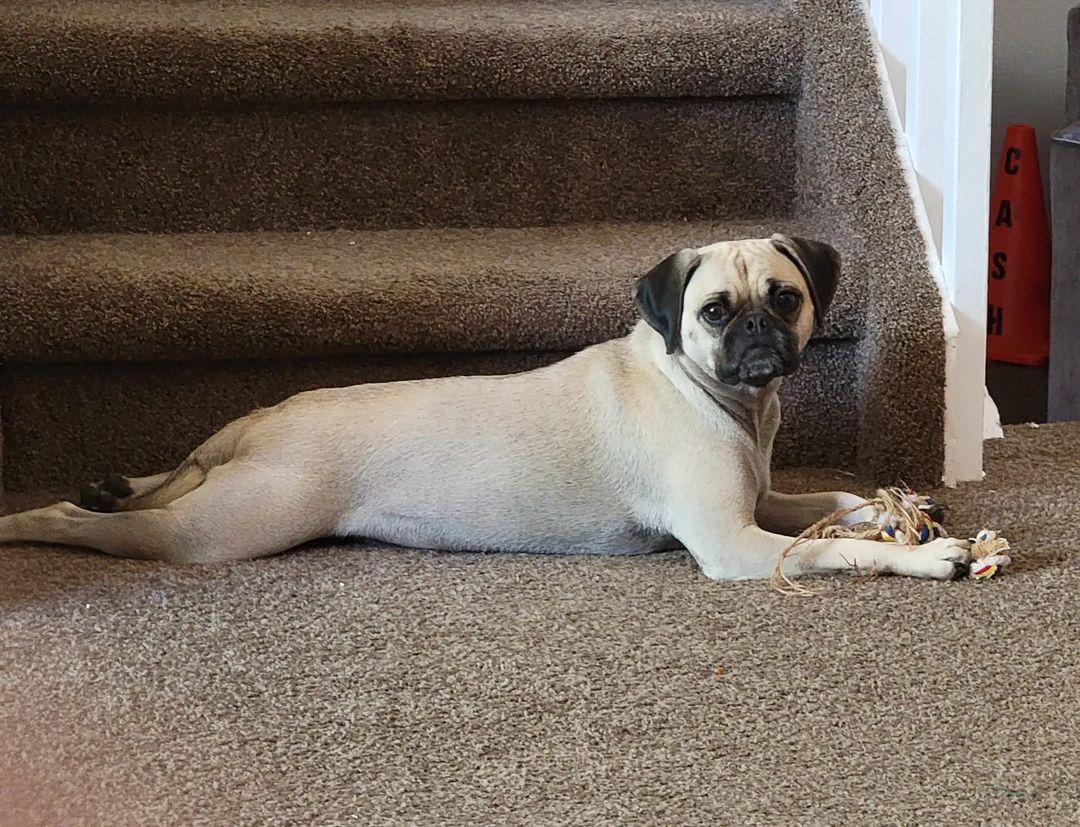 Cachorro da raça Puggle de cor bege deitado de barriga olhando para a camera em um carpete marrom claro embaixo de uma escada.
