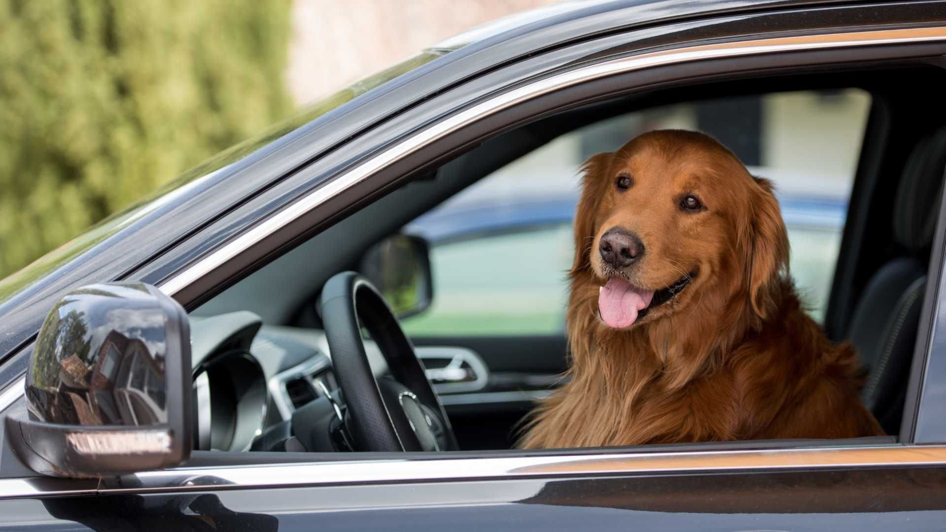 Cão sentado no banco do motorista no carro